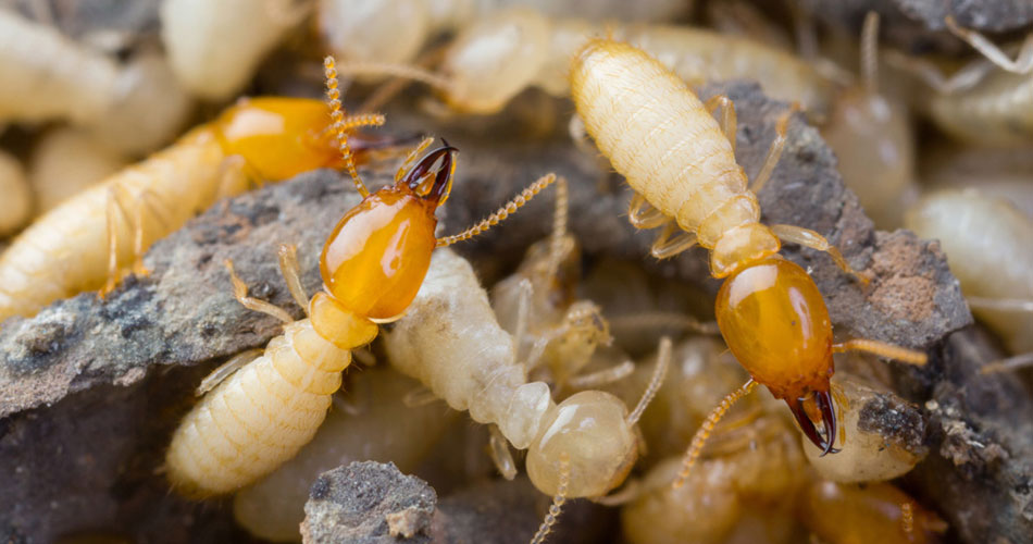 Termite WDO Inspection