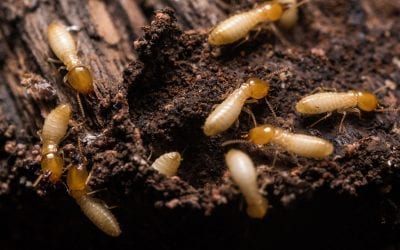 Signs of Termites in Your Home