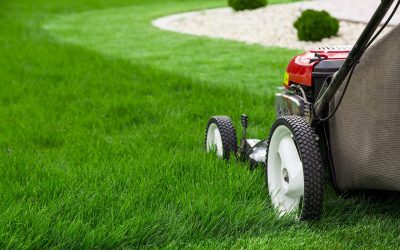 5 Tips for Summer Lawn Care and Maintenance