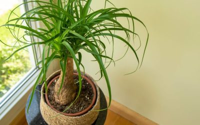 6 Non-Toxic Houseplants for Homes with Pets