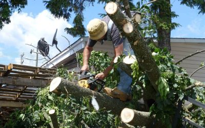 Knowing When to Remove a Tree from Your Property